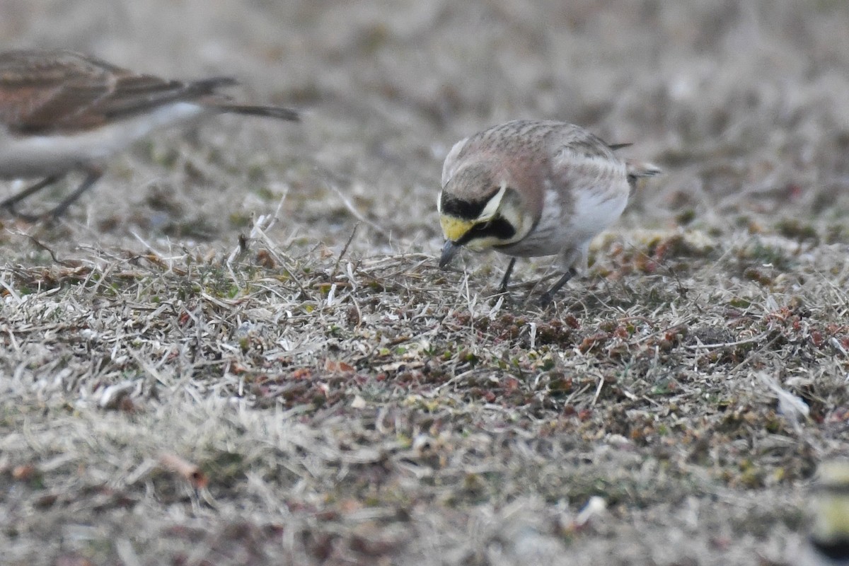 Hegatxabal adarduna - ML652806380