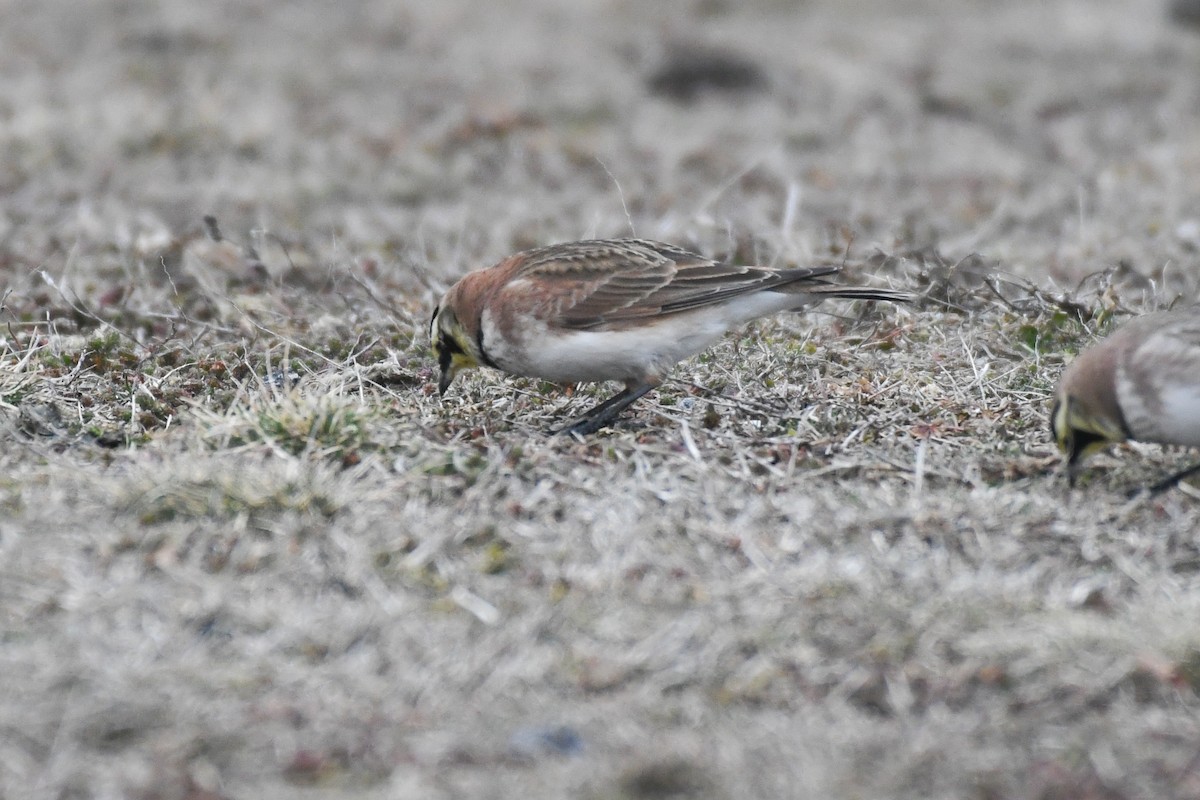 Hegatxabal adarduna - ML652806381