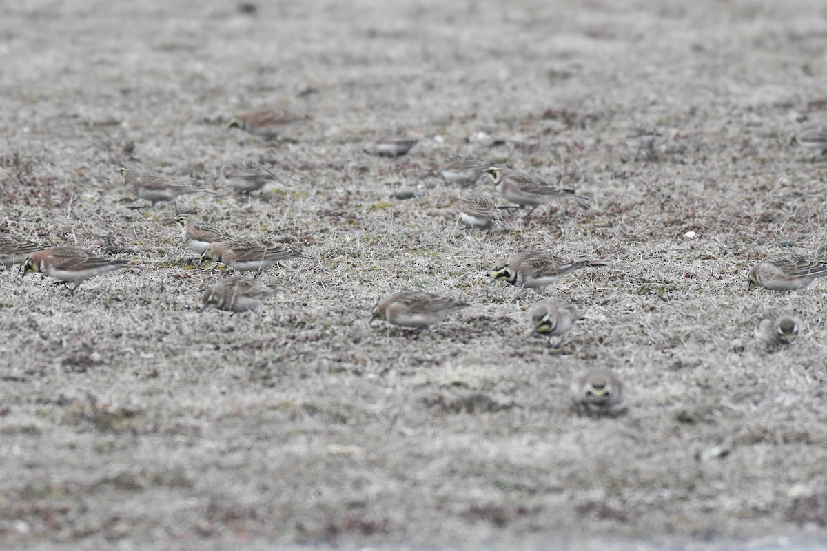 Hegatxabal adarduna - ML652806382