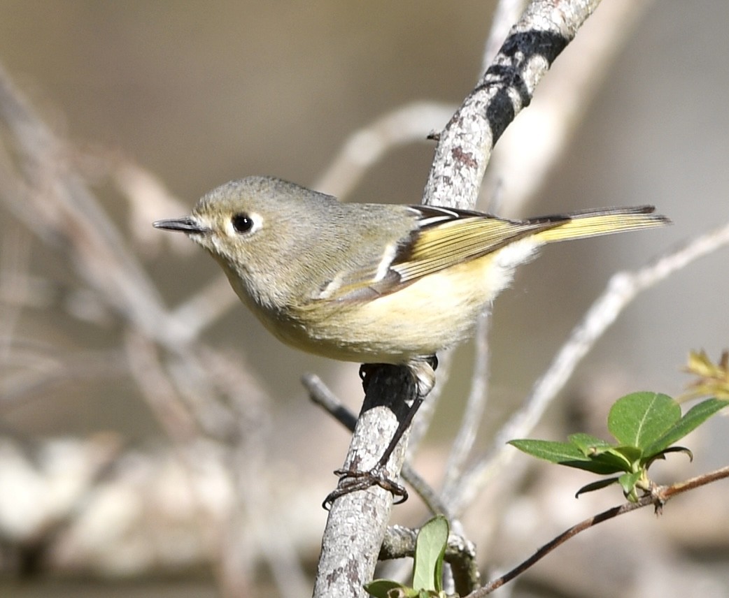 rubinfuglekonge - ML652806390