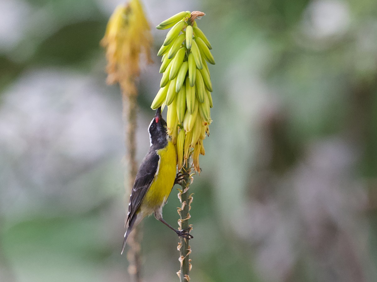 Bananaquit - ML652806448
