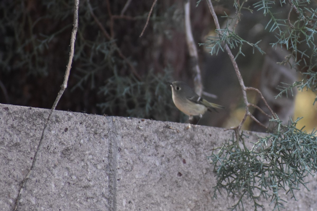 rubinfuglekonge - ML652806497