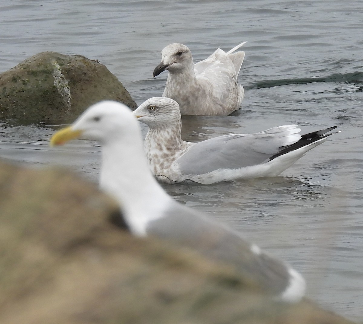 tanımsız Larinae sp. - ML652806572