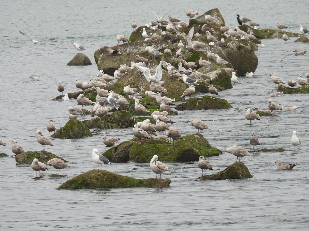 tanımsız Larinae sp. - ML652806578