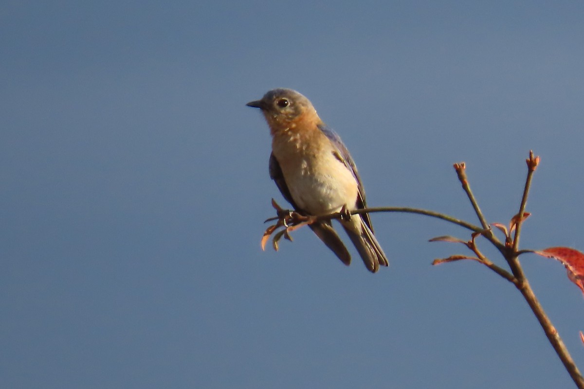 Eastern Bluebird - ML652806580