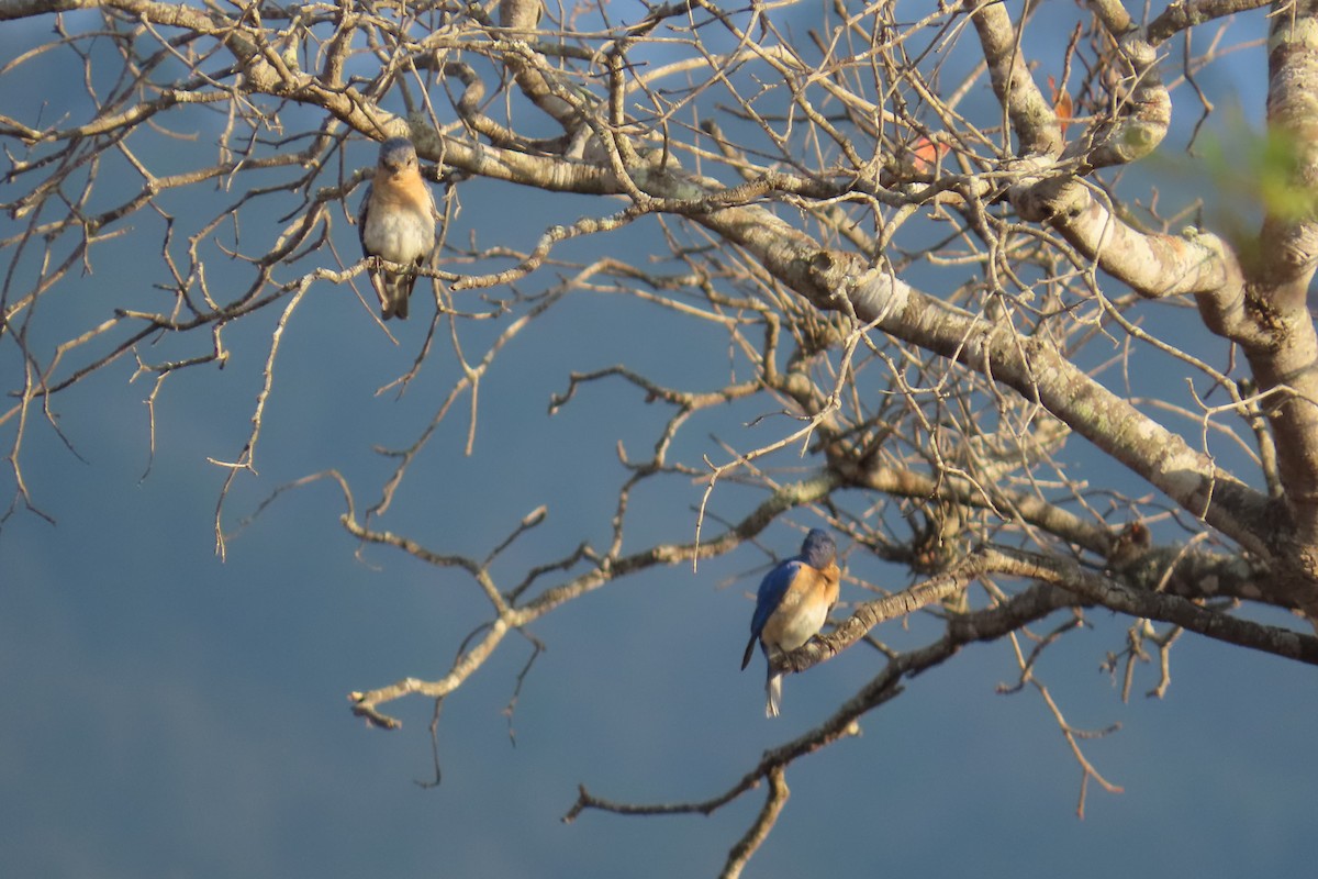 Eastern Bluebird - ML652806581