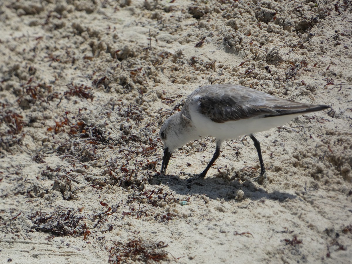 Sanderling - ML652806623