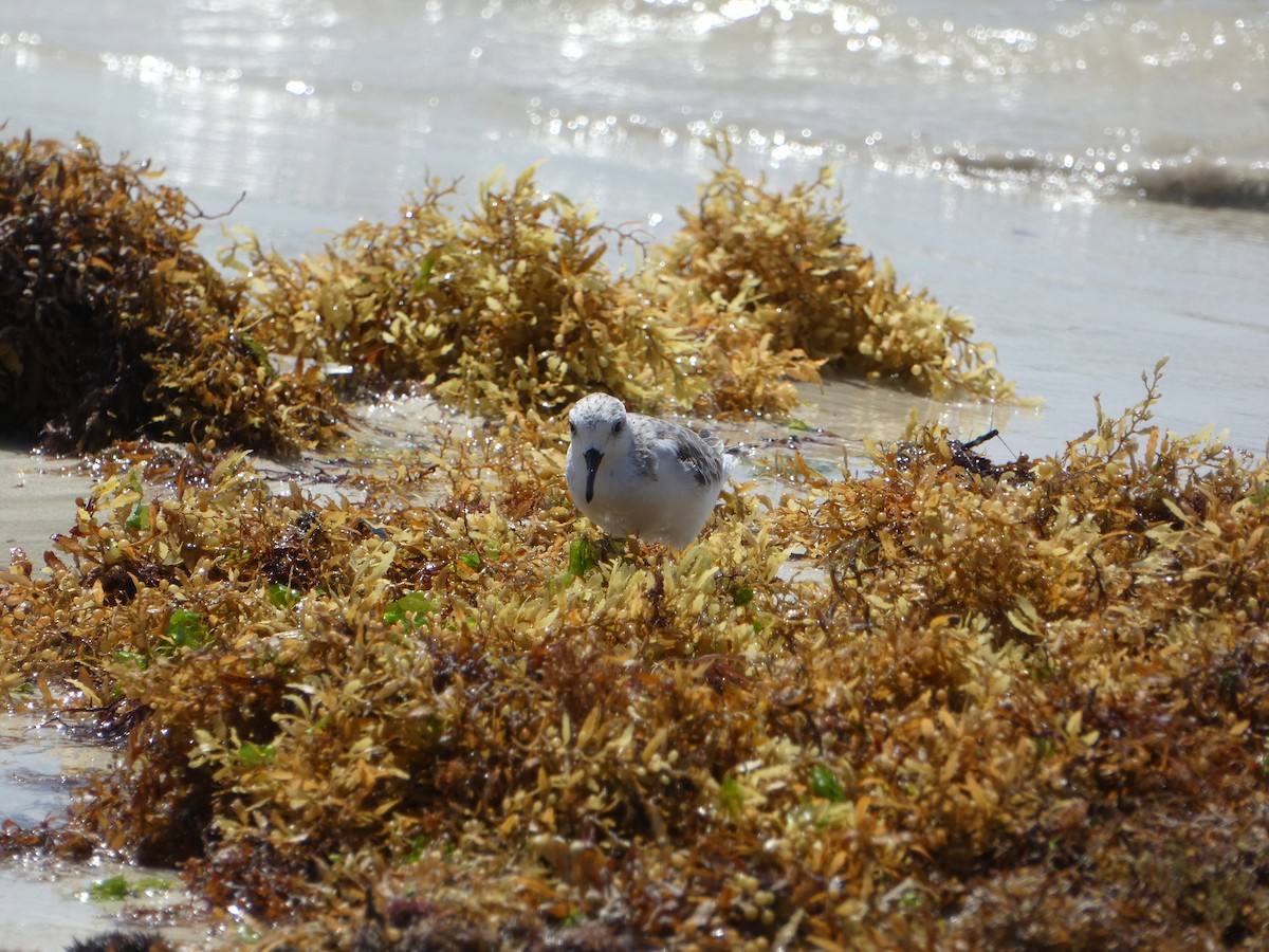 Sanderling - ML652806624