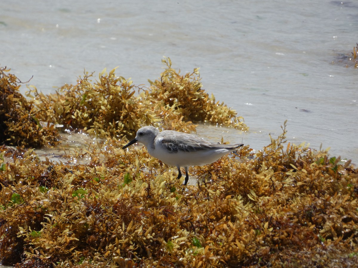 Sanderling - ML652806625