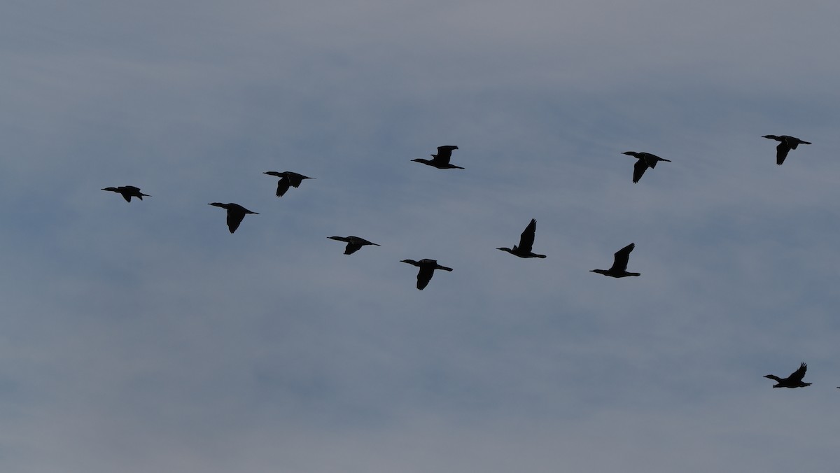 Double-crested Cormorant - ML652806643