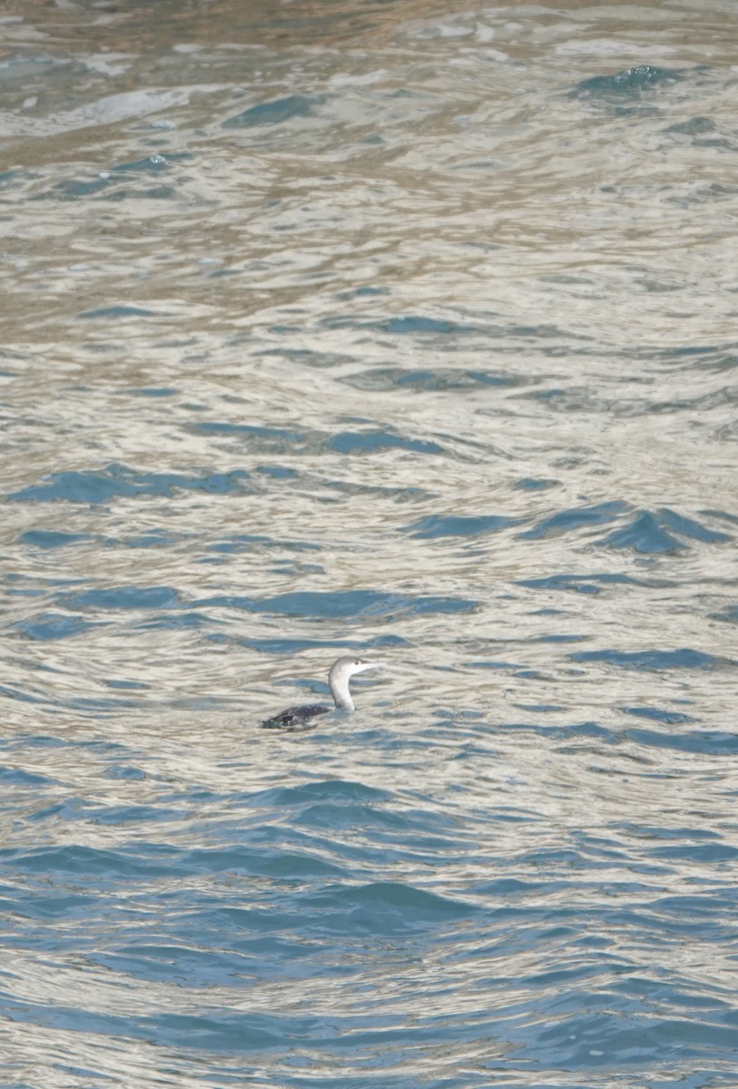 Red-throated Loon - ML652806647