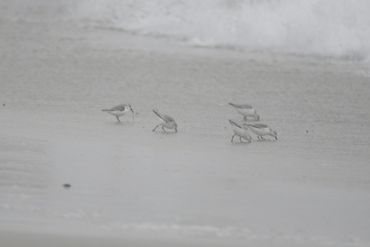 Sanderling - ML652806648