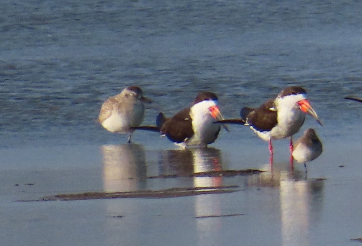 Black-bellied Plover - ML652806650