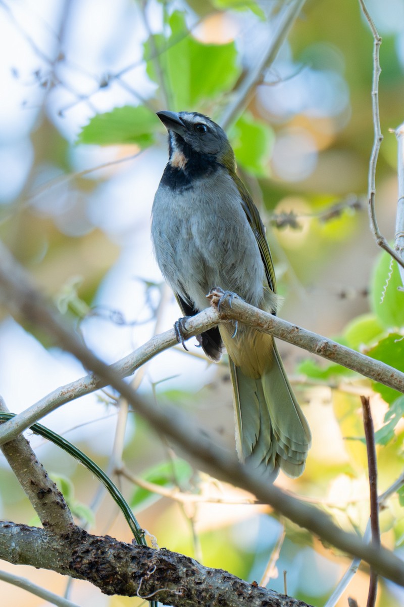 Buff-throated Saltator - ML652806651