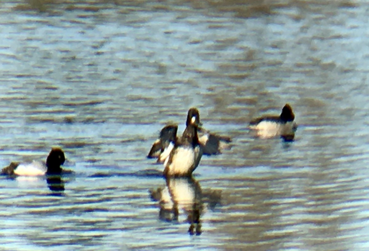Lesser Scaup - ML652806652