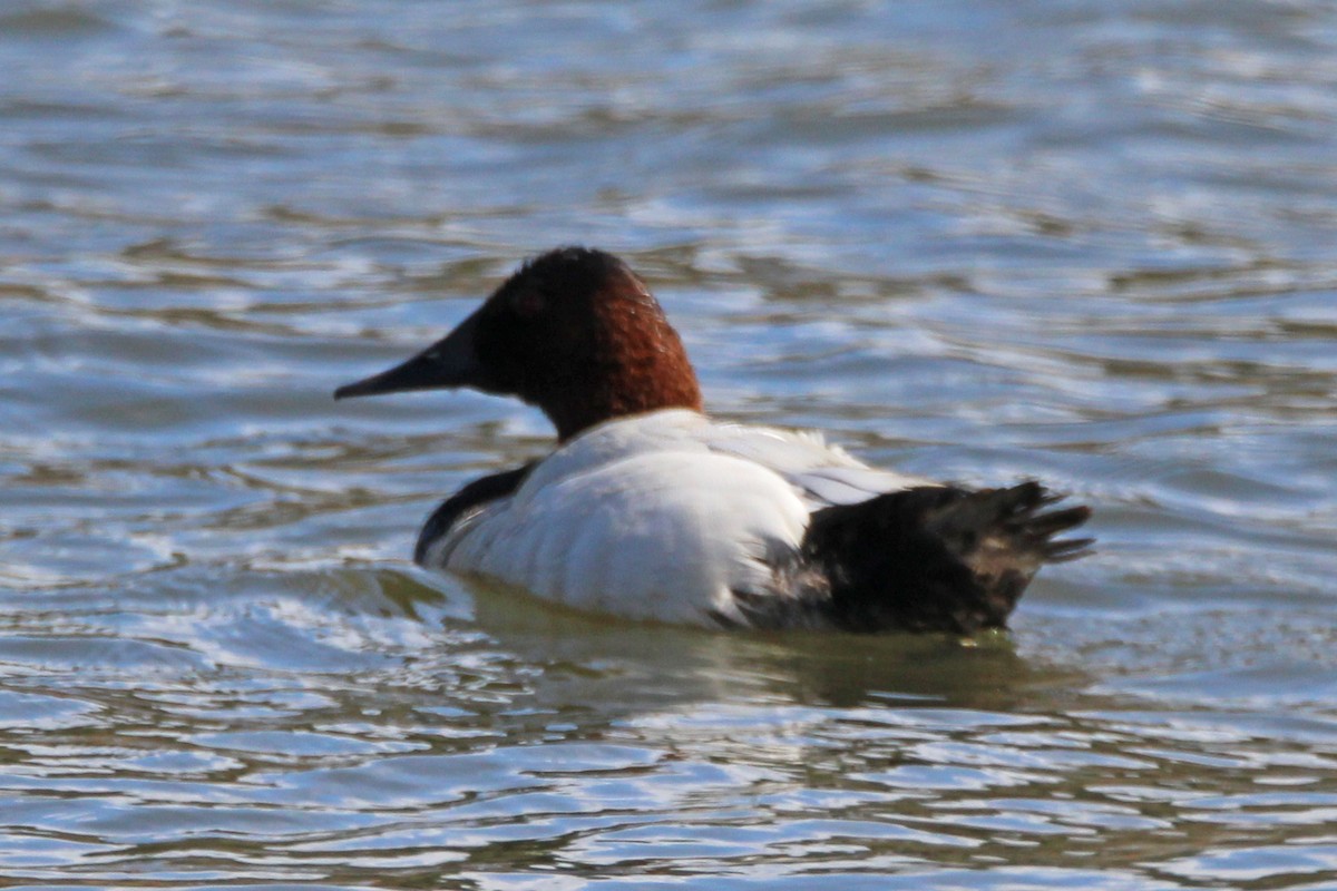 Canvasback - ML652806653