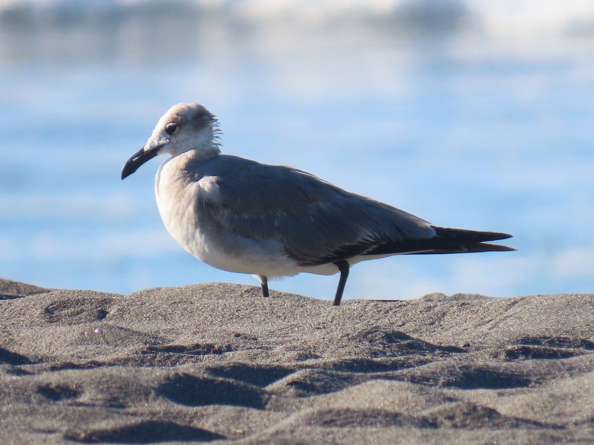 Laughing Gull - ML652806654