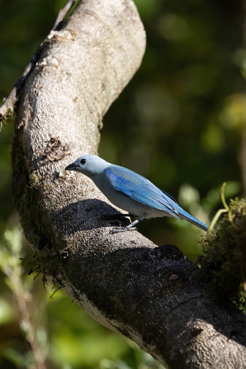 Blue-gray Tanager - ML652806655