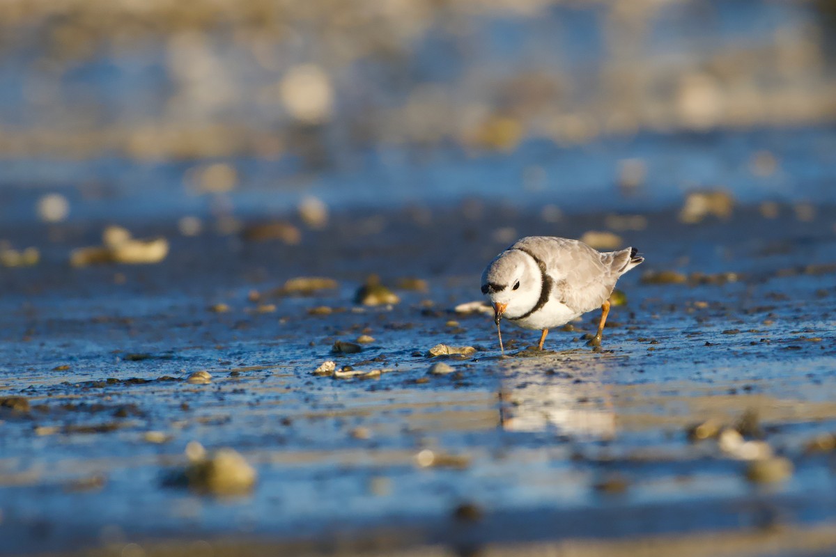 Piping Plover - ML652806656