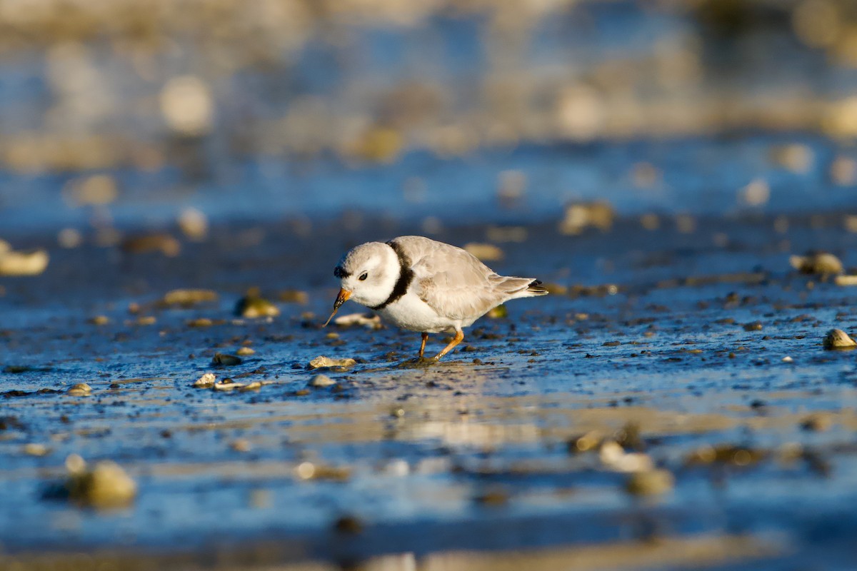 Piping Plover - ML652806657