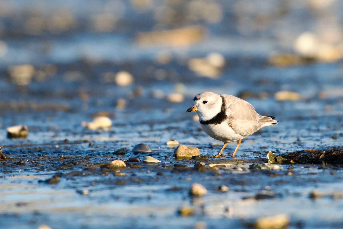 Piping Plover - ML652806658