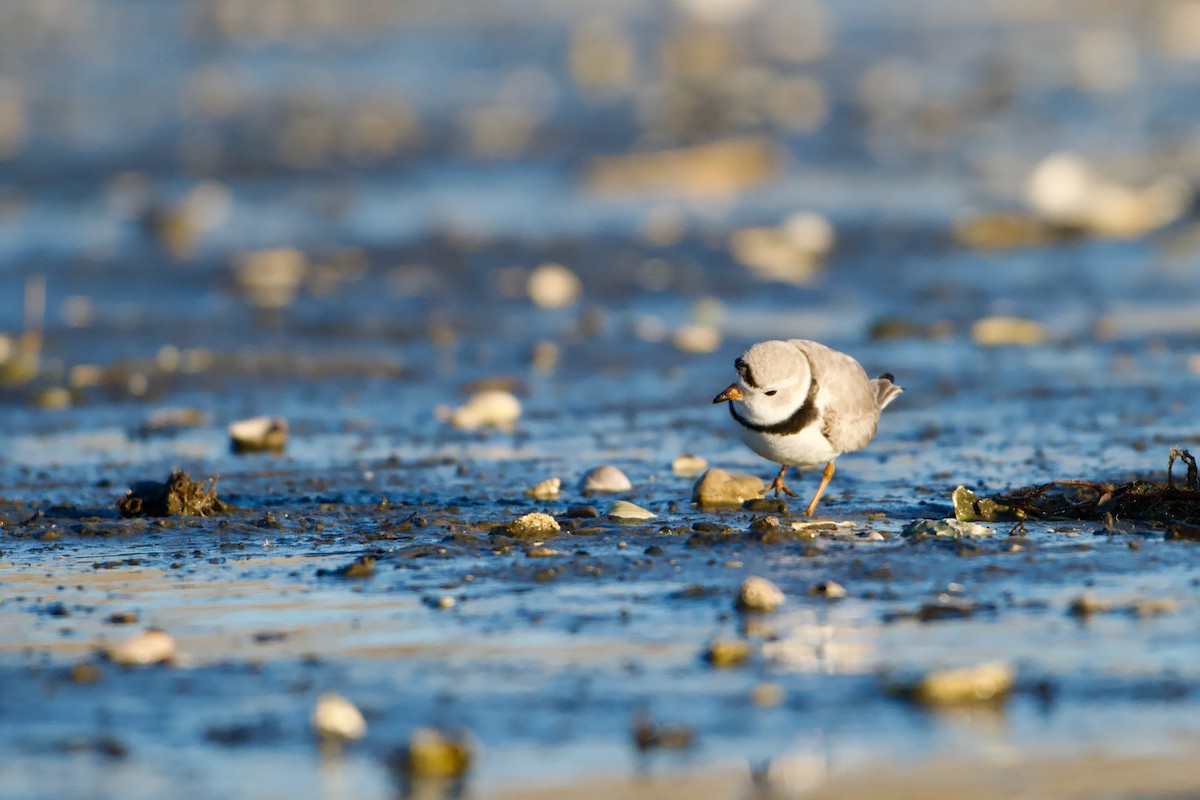 Piping Plover - ML652806659