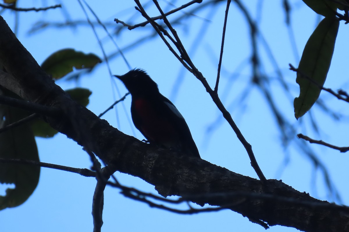 Painted Redstart - ML652806660