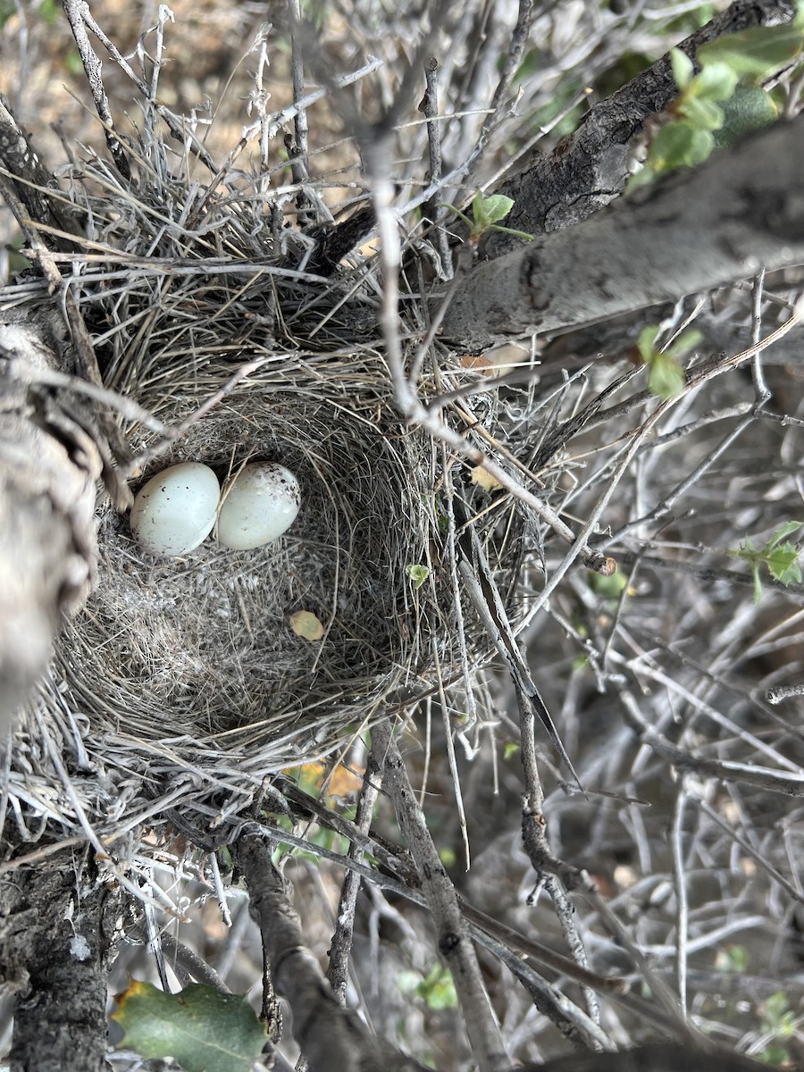 California Towhee - ML652806661