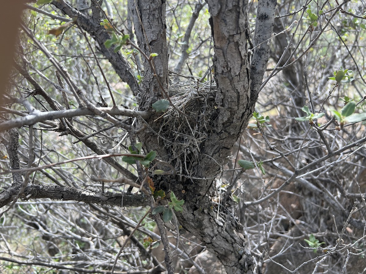 California Towhee - ML652806662