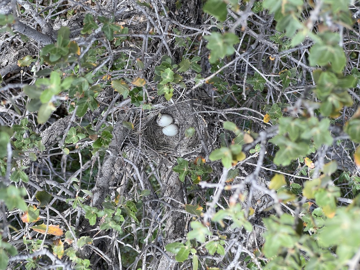 California Towhee - ML652806663