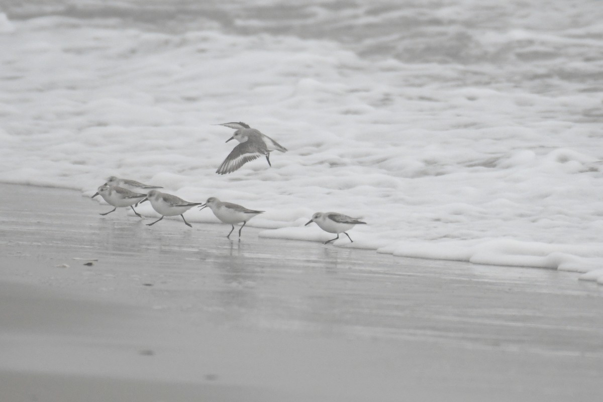 Sanderling - ML652806664