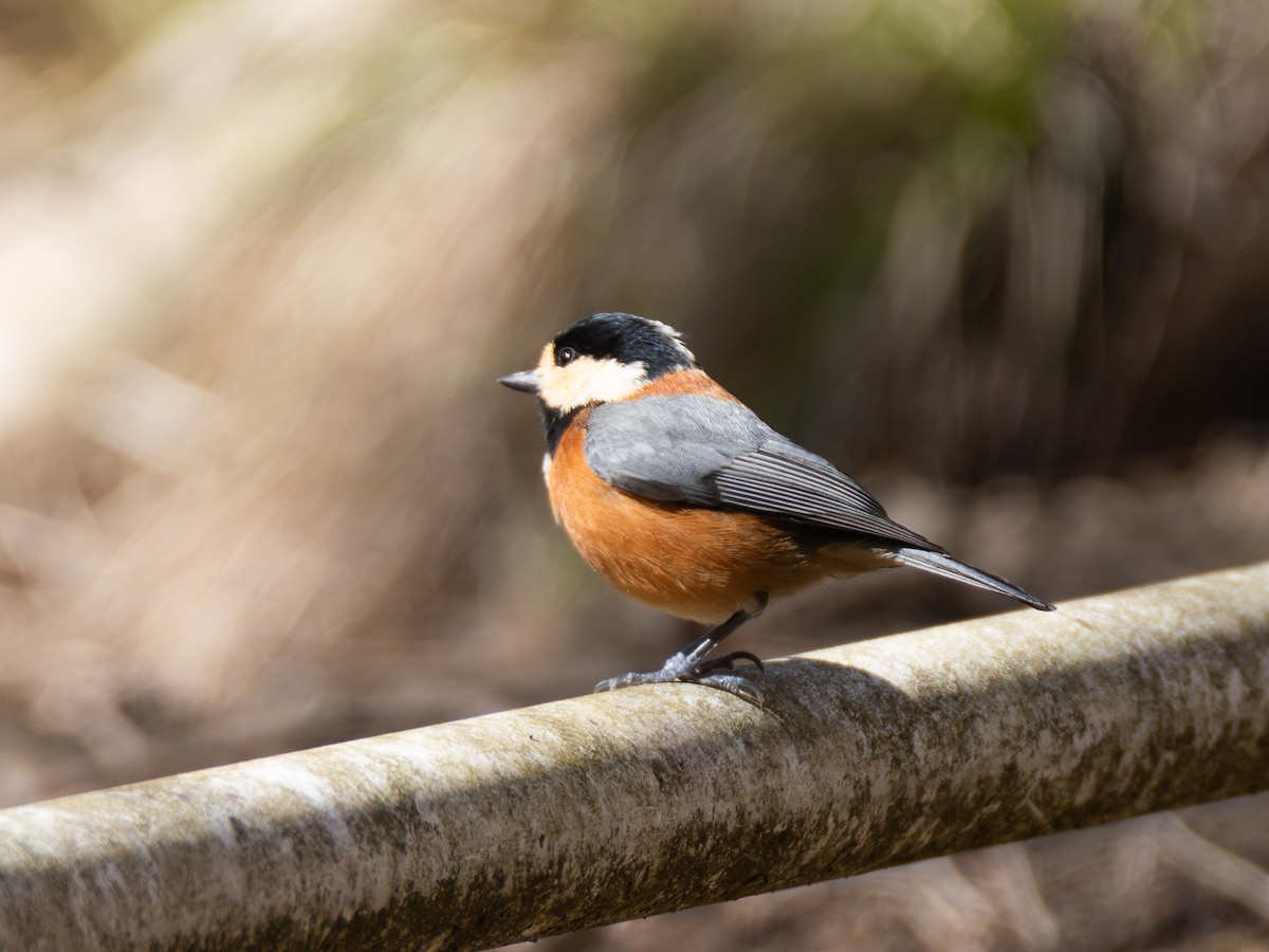 Varied Tit - ML652806665