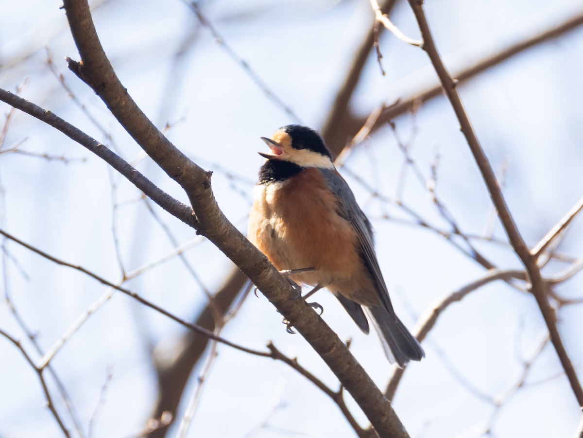 Varied Tit - ML652806666