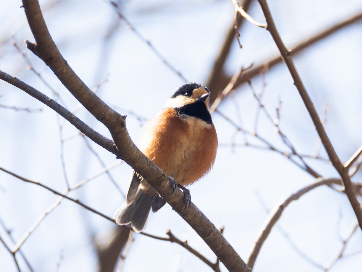 Varied Tit - ML652806667