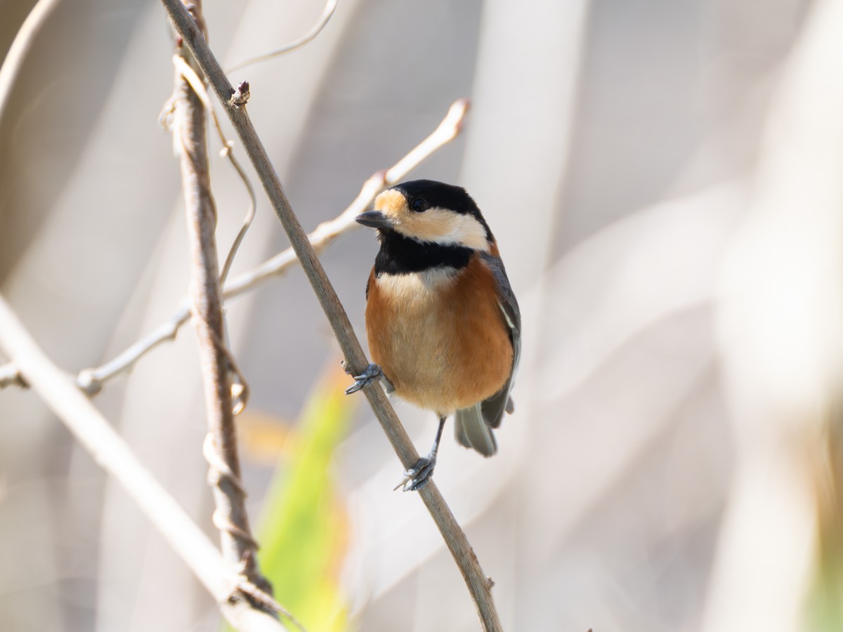 Varied Tit - ML652806668