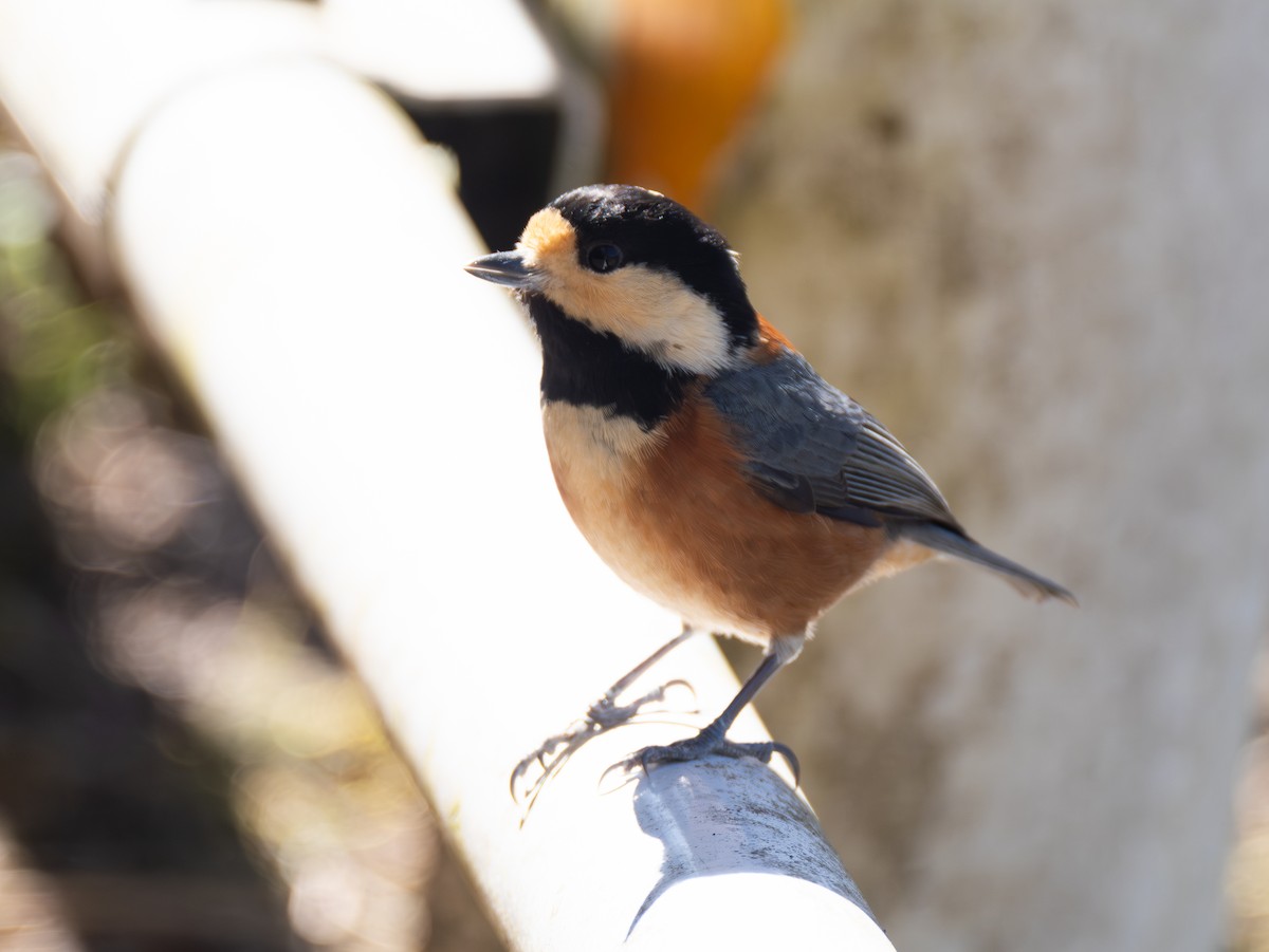 Varied Tit - ML652806669