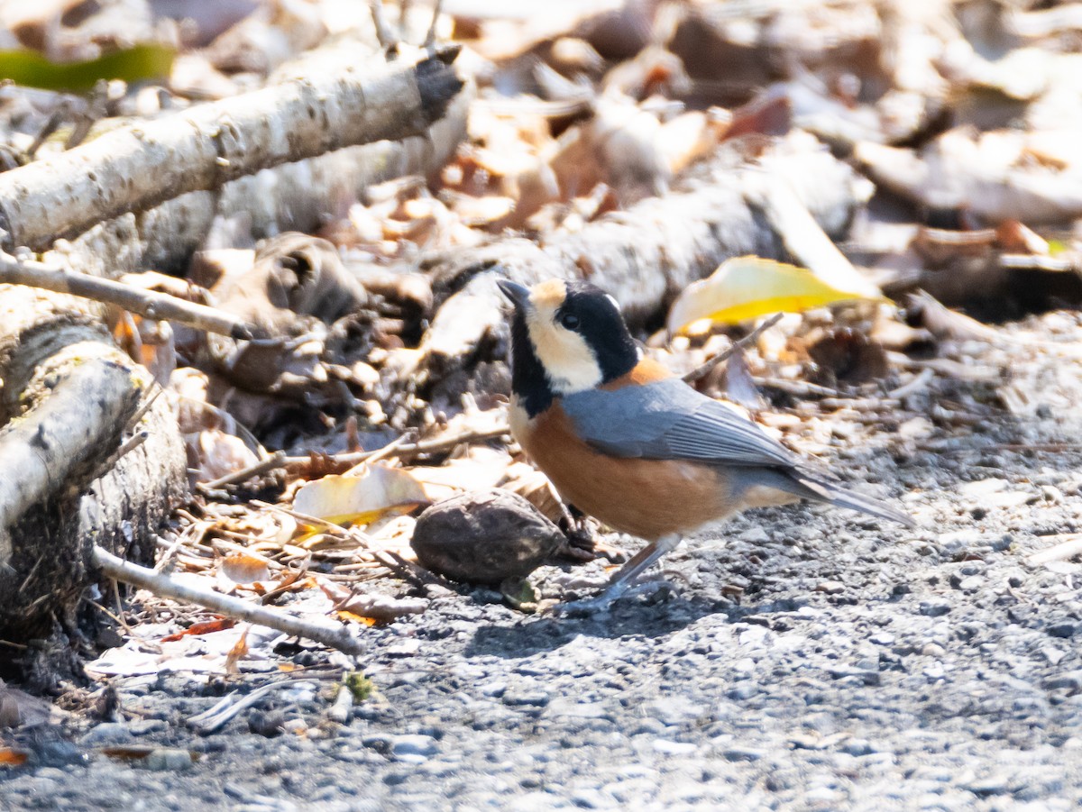 Varied Tit - ML652806670