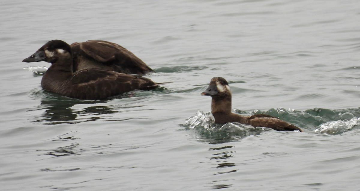 Surf Scoter - ML652806672