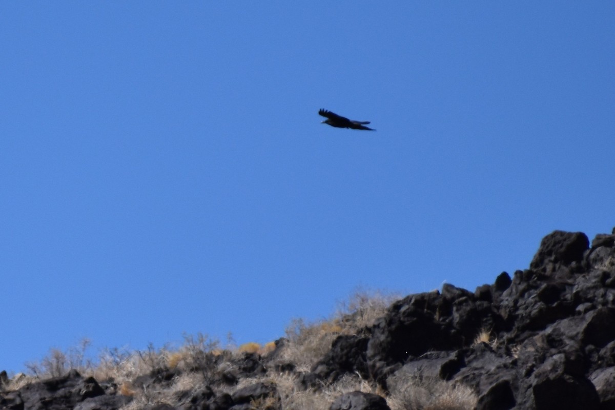 American Crow - ML652806673