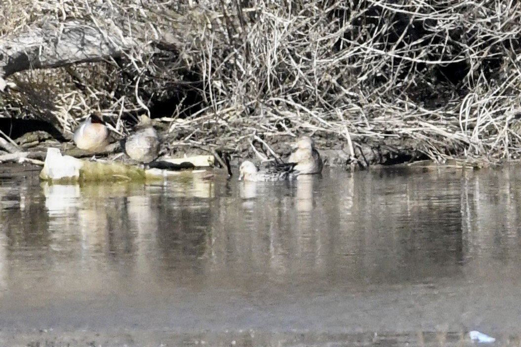 Marzaiola - ML652806674