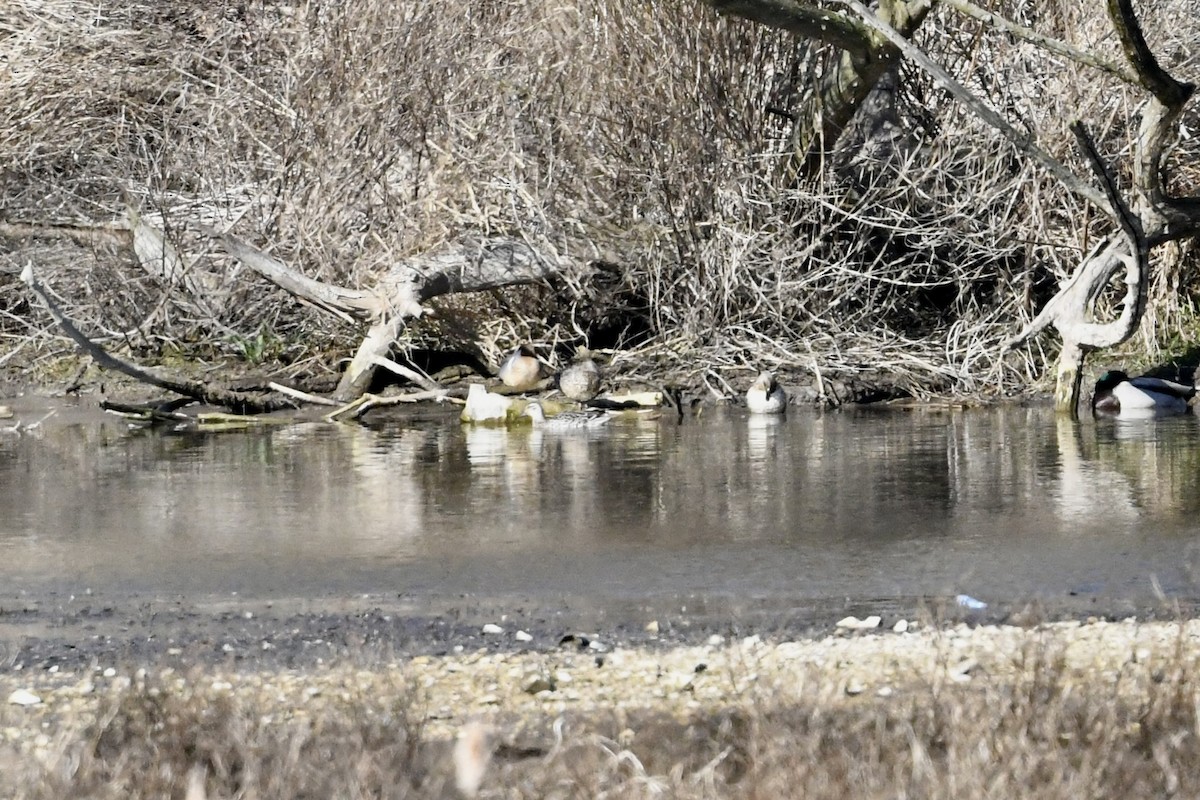 Marzaiola - ML652806675