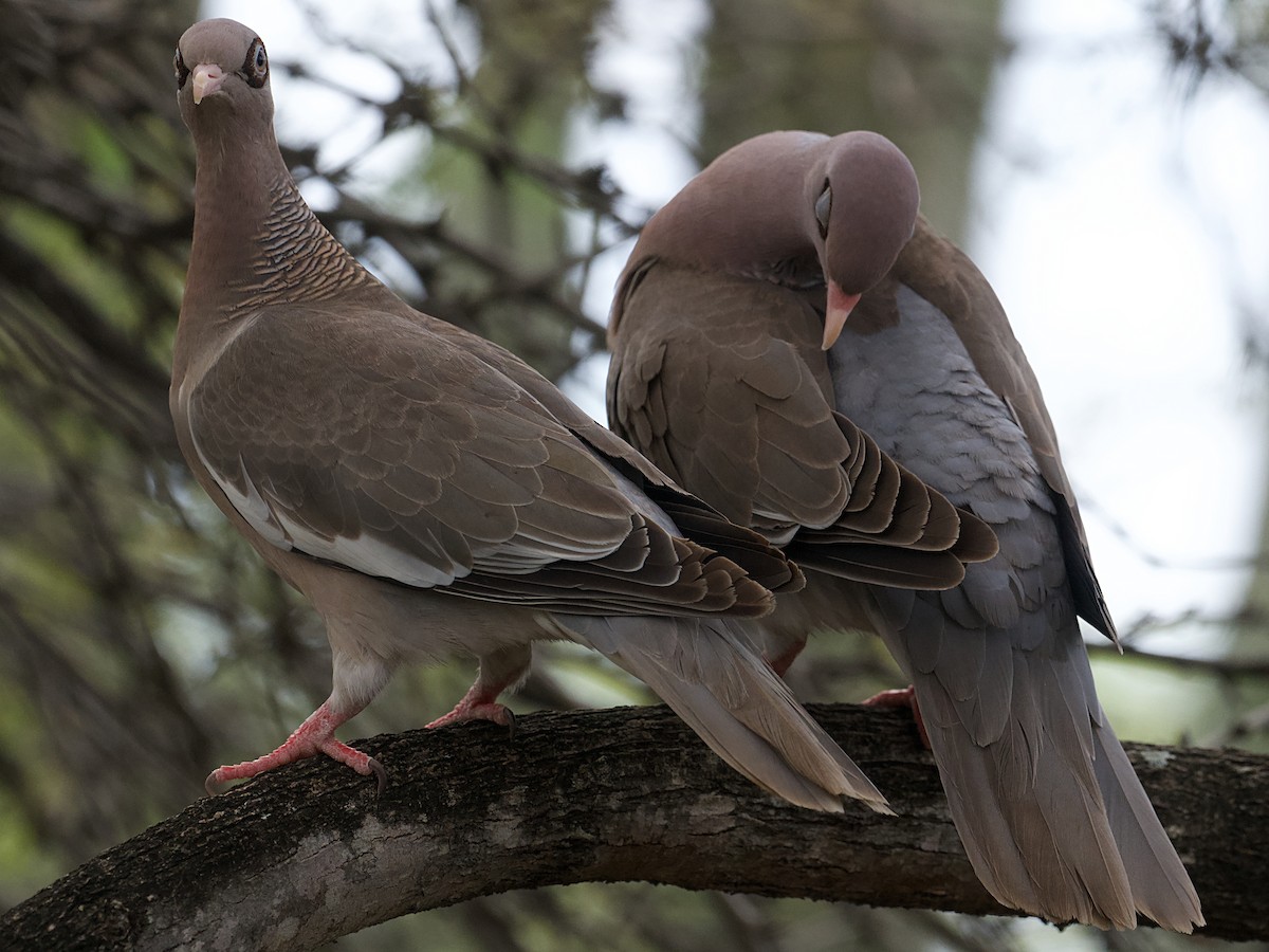 Bare-eyed Pigeon - ML652806705
