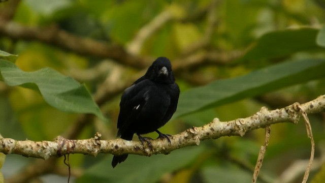 Variable Seedeater - ML652806708