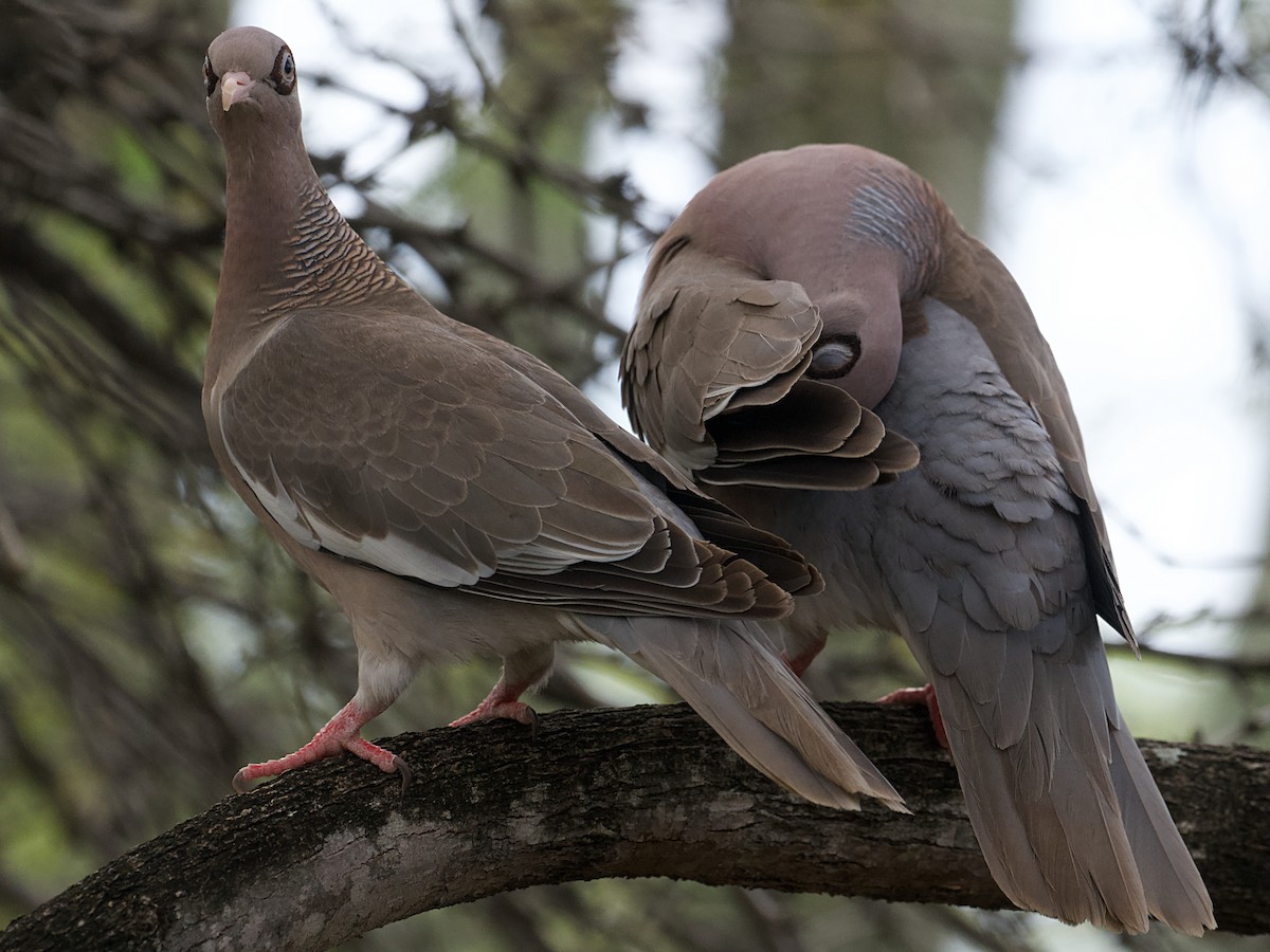 Bare-eyed Pigeon - ML652806800