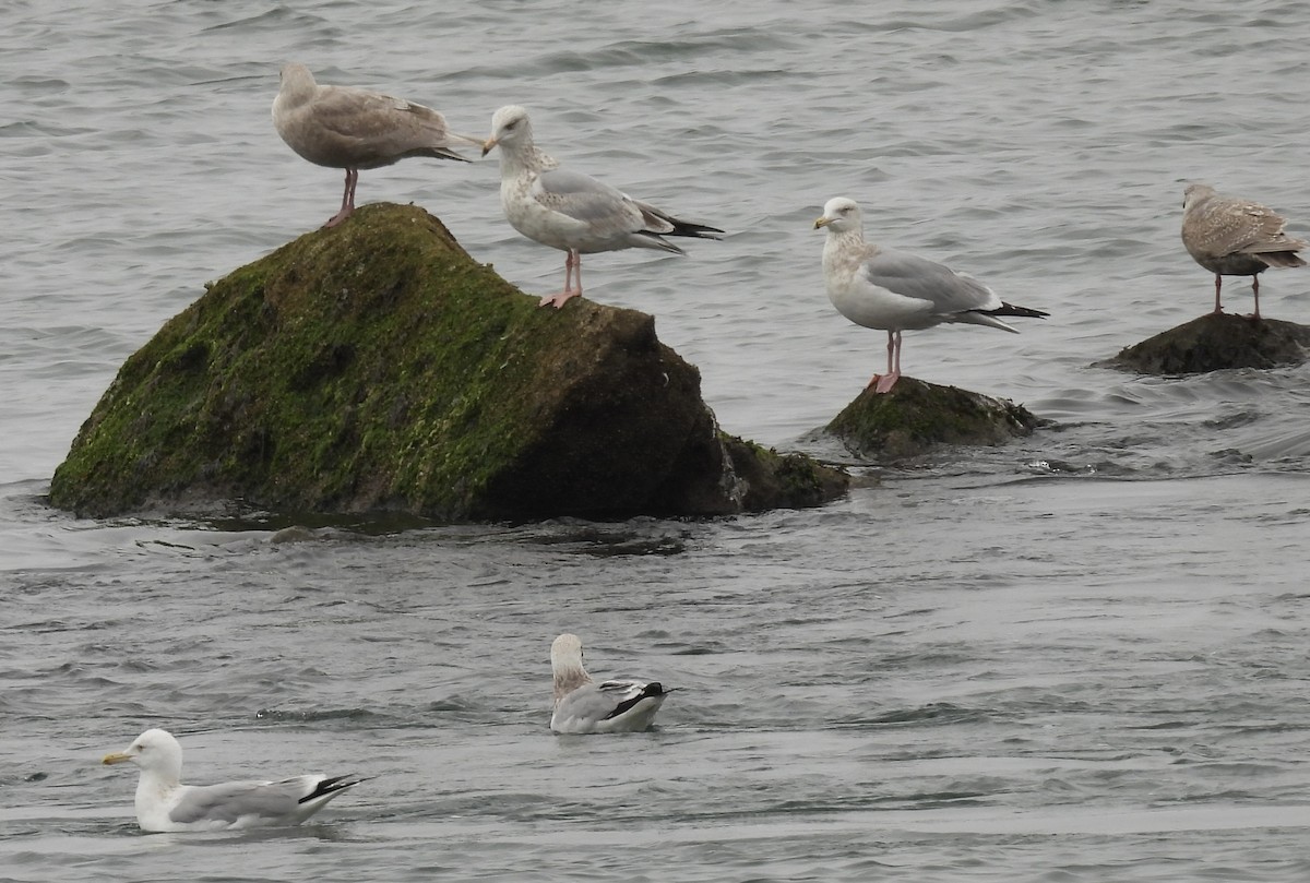 tanımsız Larinae sp. - ML652806836