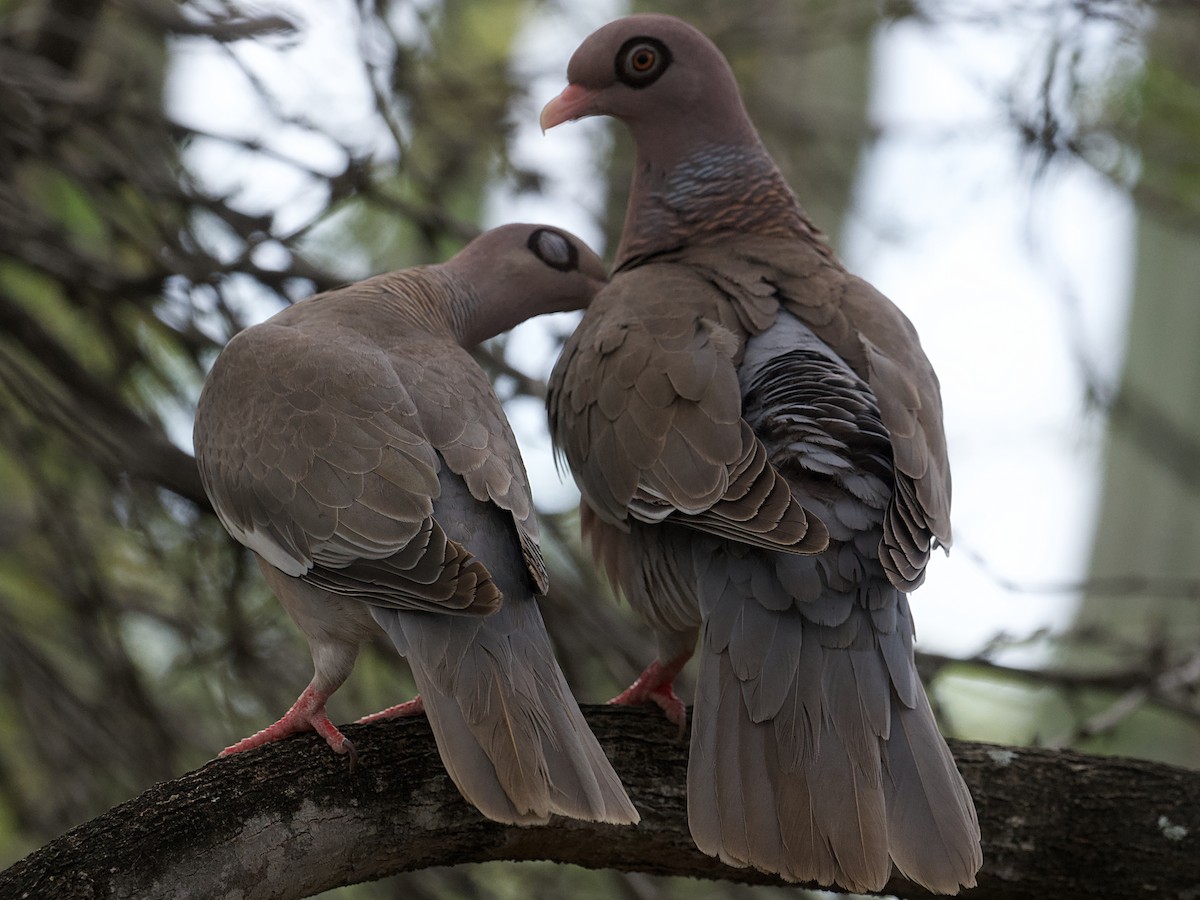 Bare-eyed Pigeon - ML652806866