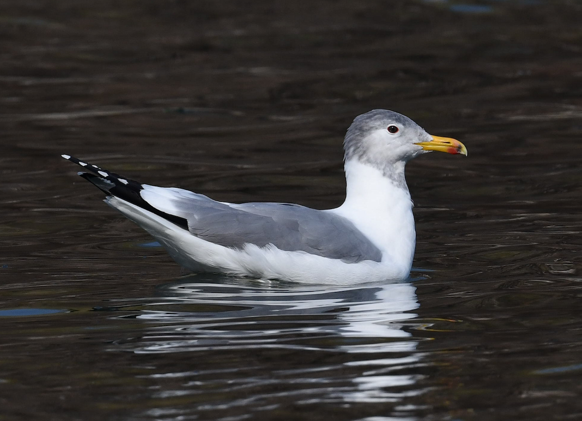 tanımsız Larinae sp. - ML652807023
