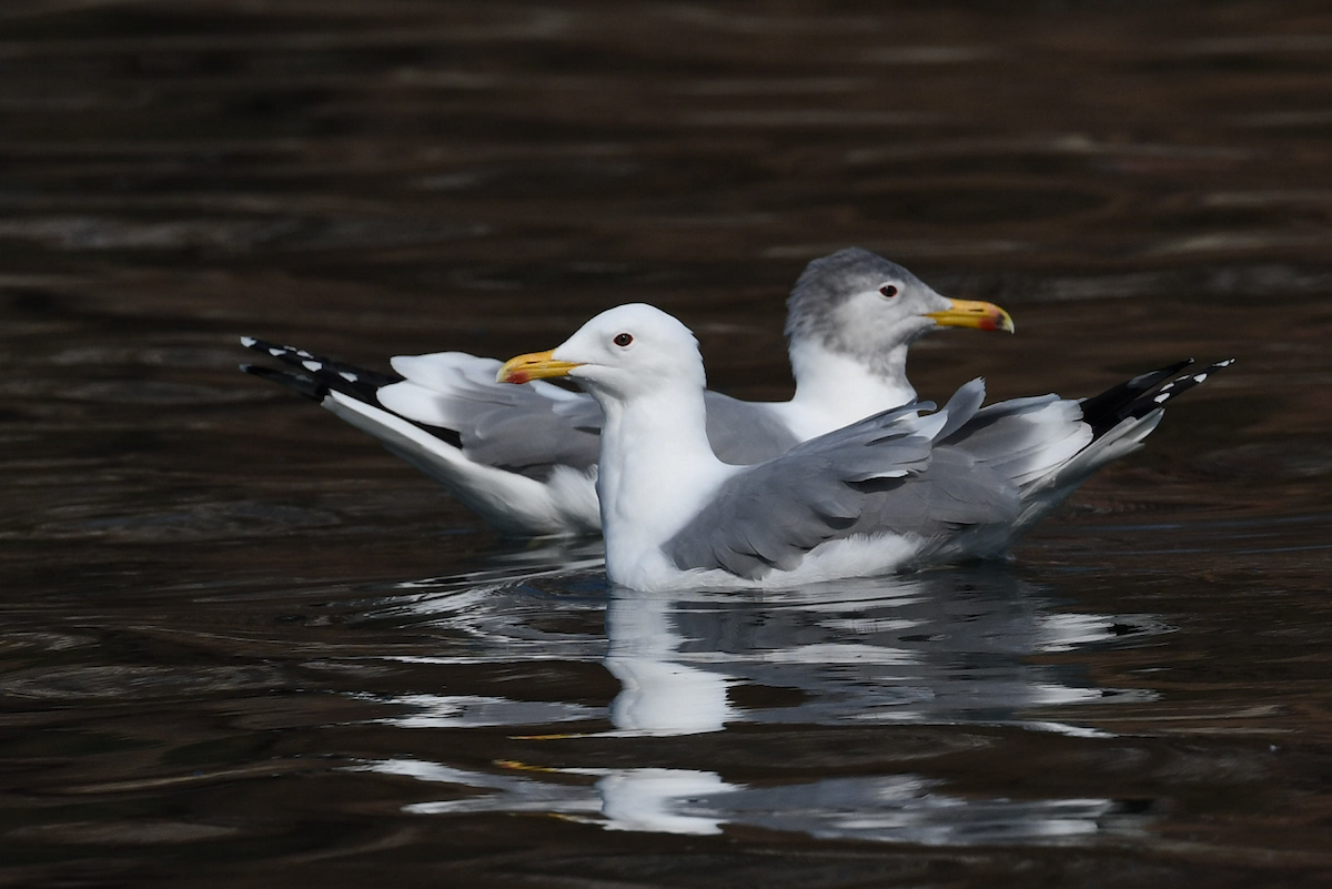 tanımsız Larinae sp. - ML652807024