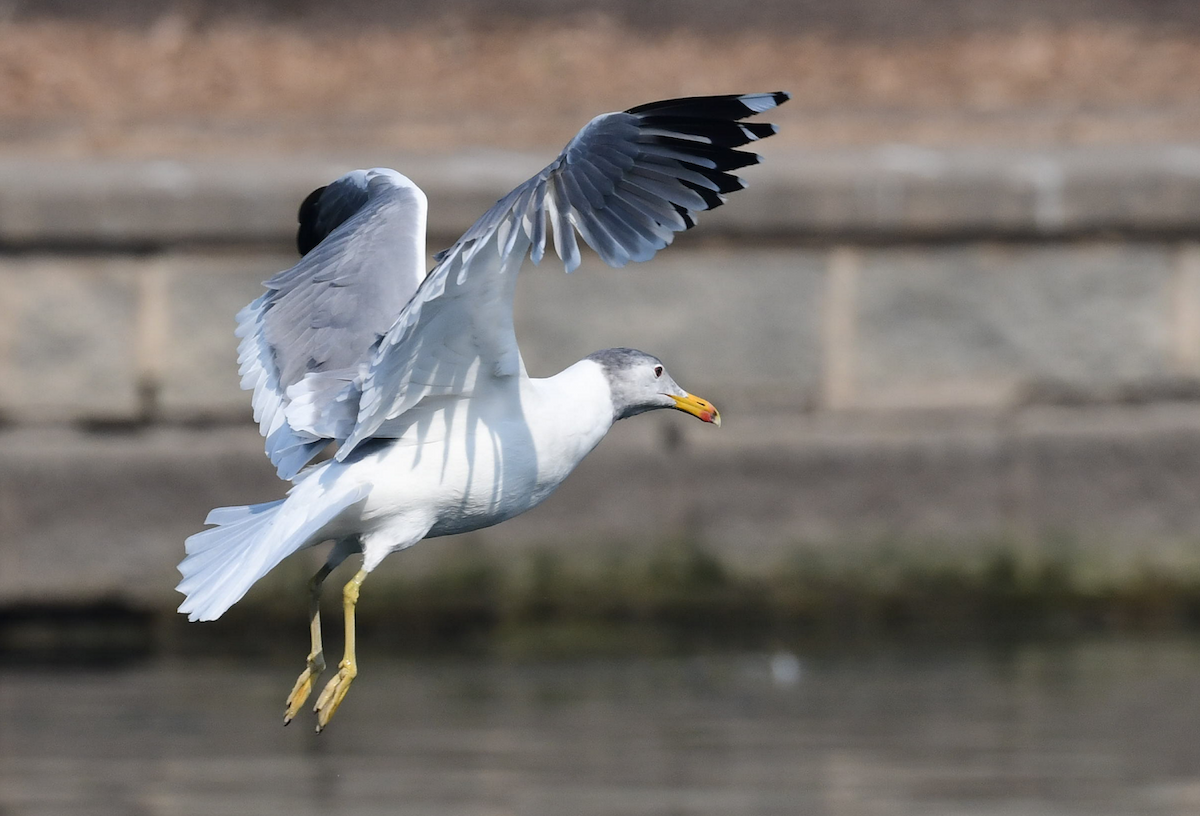 tanımsız Larinae sp. - ML652807025