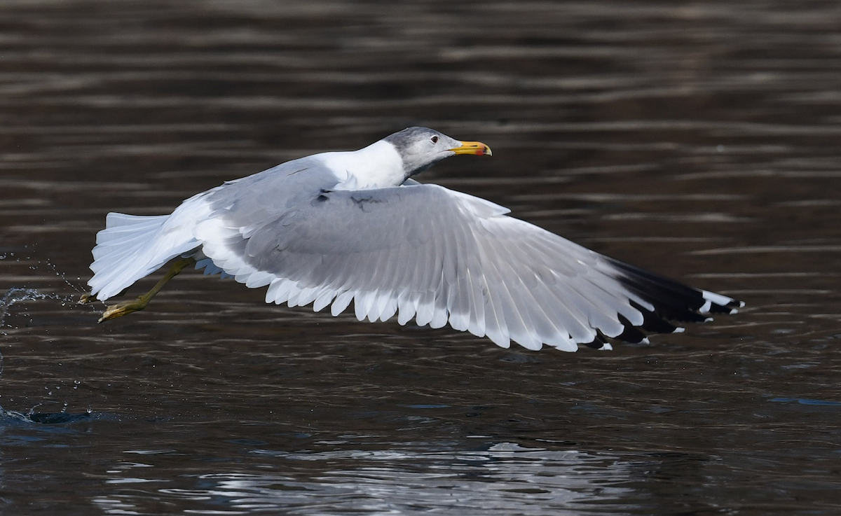 tanımsız Larinae sp. - ML652807026